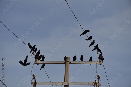 Black birds sitting on a power line in Mexico.
