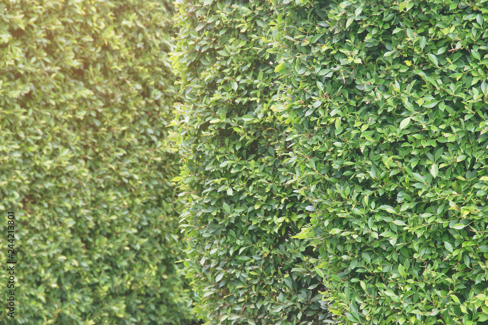 Natural Green Ficus Tree Garden Walls