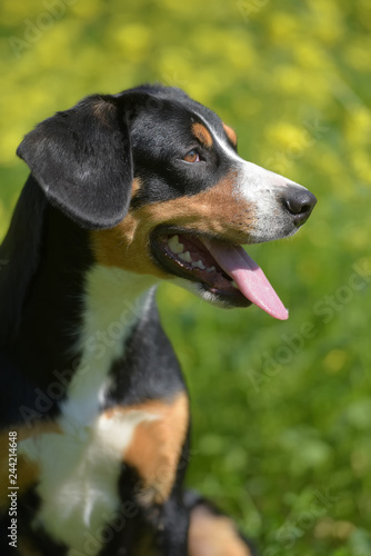 Entlebuhrer Mountain Dog photo