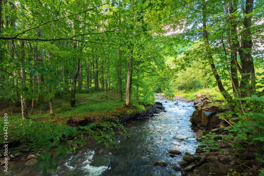 beautiful scenery of mountain river running through green beech forest in springtime. sunny weather. wonderful nature background. beautiful scenery of mountain river running through green beech forest in springtime. sunny weather. wonderful nature background.