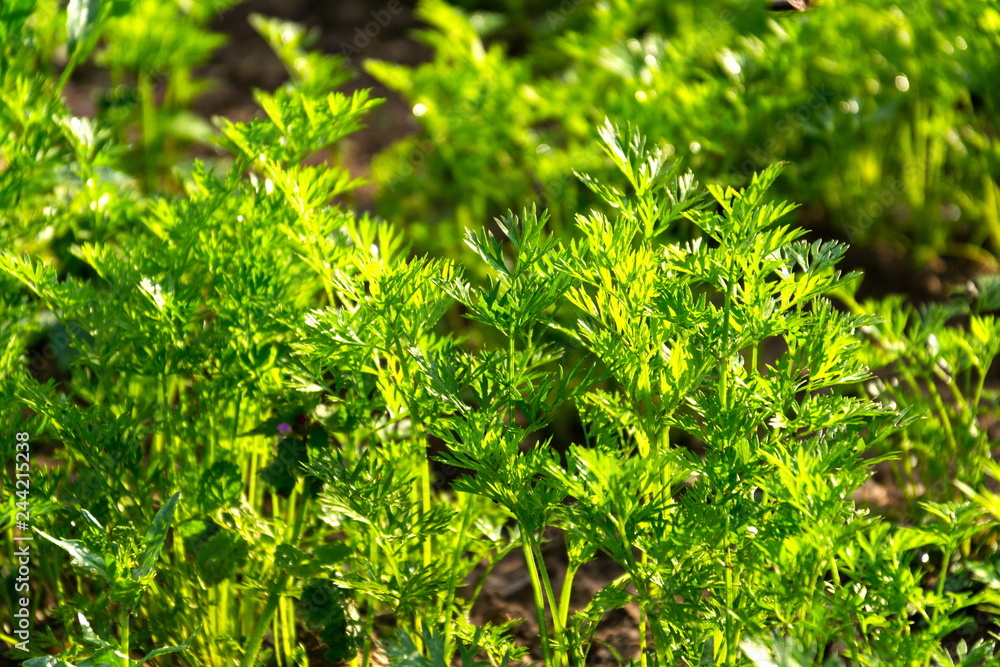 Fresh green carrot haulm on family field, organic farming, sunny summer day, healthy lifestyle concept Fresh green carrot haulm on family field, organic farming, sunny summer day, healthy lifestyle concept
