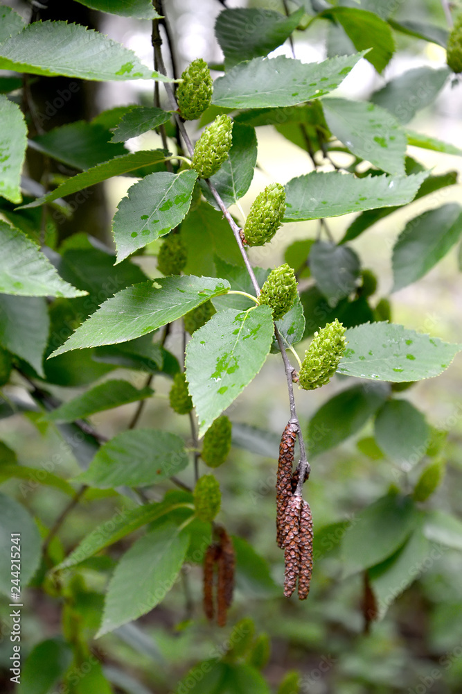 Obraz premium Wiśnia brzozowa (Betula lenta L.). Gałęzie z zielonymi owocami i kolczykami męskimi