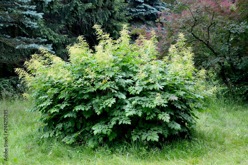 White astilba (Astilbe Buch. - Ham. ex D.Don). General view photo