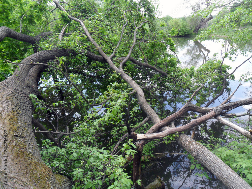 Fototapeta premium Fallen tree by the river