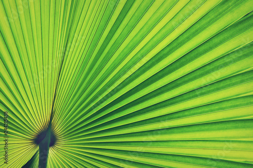 Exotic Tropical Palm Leaves as Texture Background
