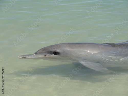 Close-up of a wild dolphin head swimming in the turquoise green water. Gray dolphin, its head, beak, eyes, melon and flipper. Beach of Monkey Mia resort, Western Australia. Sunny summer day.