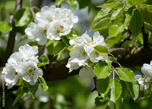 Blossoming of pear ordinary (Pyrus communis L.), close up