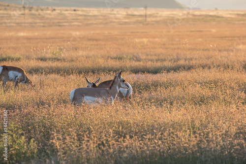 Pronghorn antelope in the tall prairie grass.  Mountains rise in the distance.  