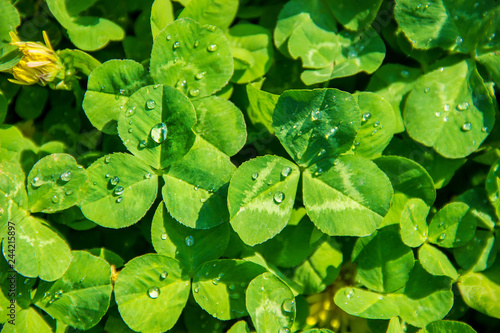 Clover leaf. Happy St. Patrick's Day. Selective focus. photo