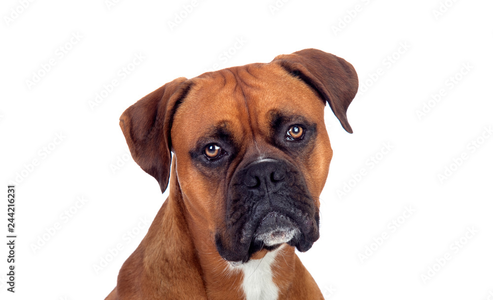 Portrait of a brown adult boxer looking at camera