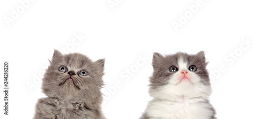 Two funny grey cats lookin up isolated on a white background © Gelpi