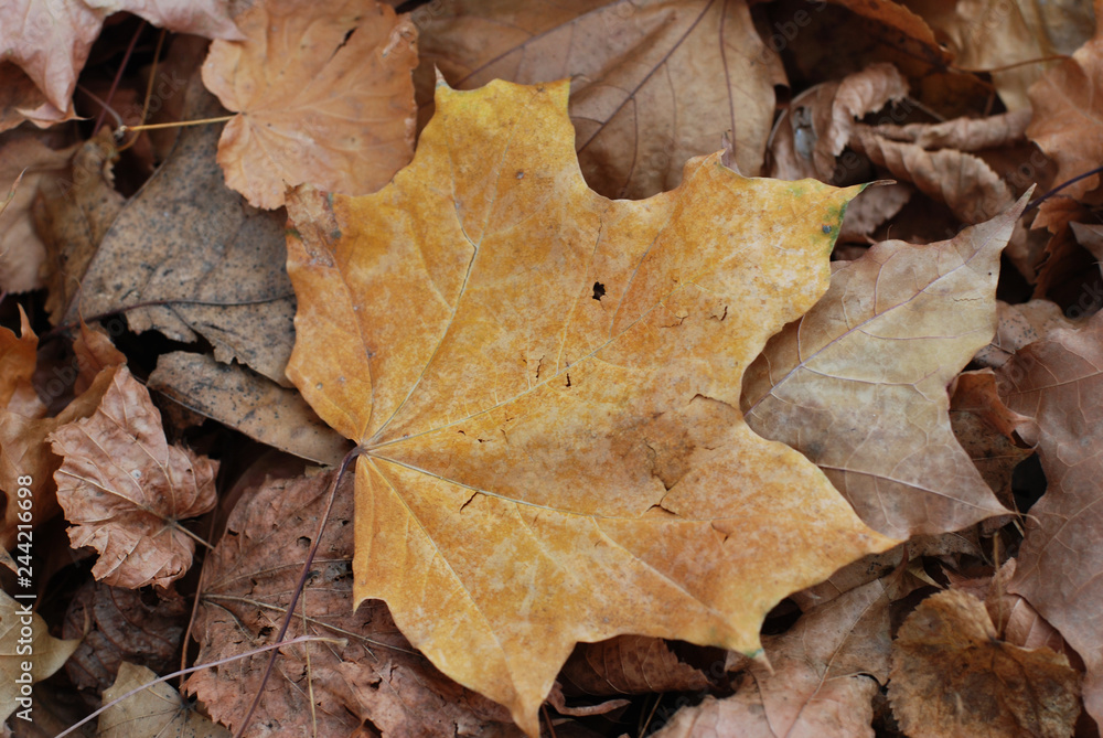 Close-up of autumn maple leaf in soft focus on the background Close-up of autumn maple leaf in soft focus on the background