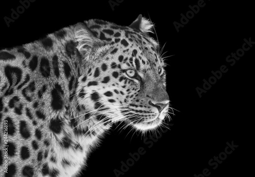 Black and white portrait of a Far Eastern leopard