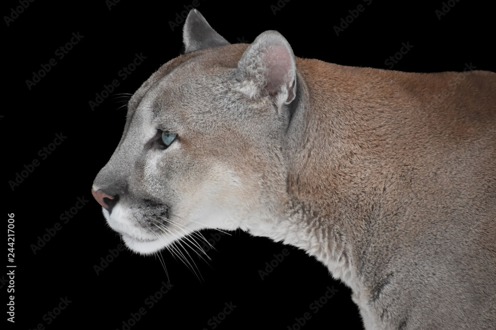 Portrait of a mountain puma on a black background Stock Photo | Adobe Stock