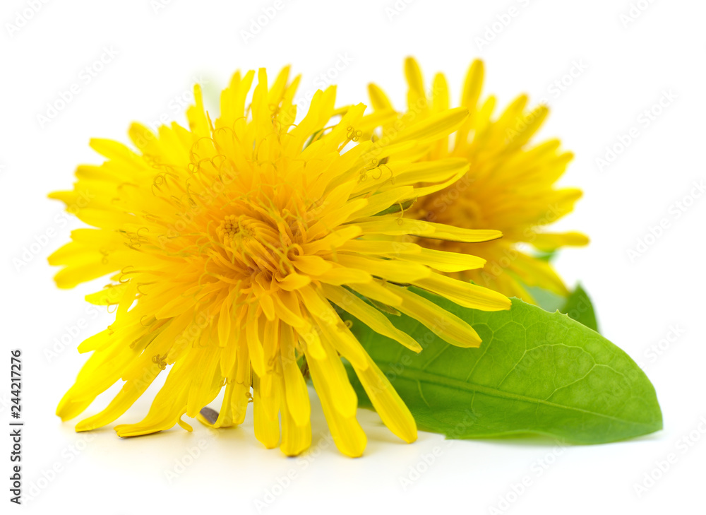 Two dandelions with leaves.