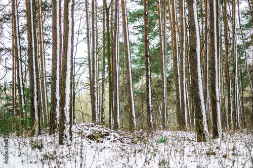 Fototapeta Naklejka Na Ścianę i Meble -  forest in winter, snow covered trees 