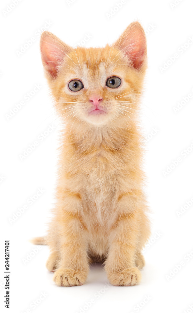 Obraz premium Mały brązowy kotek.