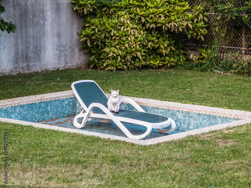 the cat in the pool
