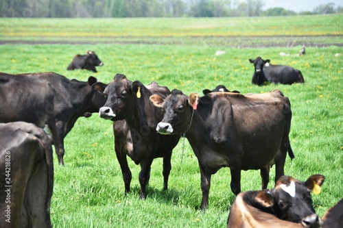 Beef Cattle