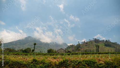 agricultural land in mountains fields with crops, trees. farmlands on mountainside Java, Indonesia. tropical landscape