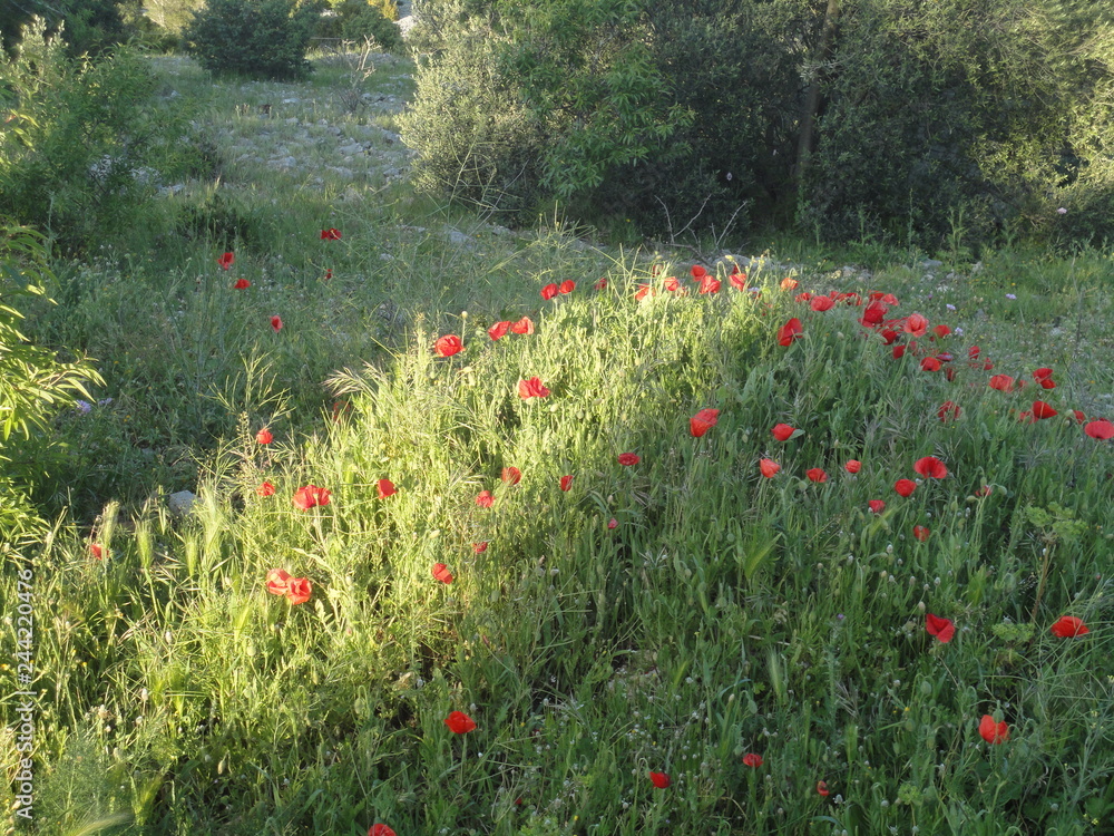 Fototapeta premium Fleurs et pierres de Provence