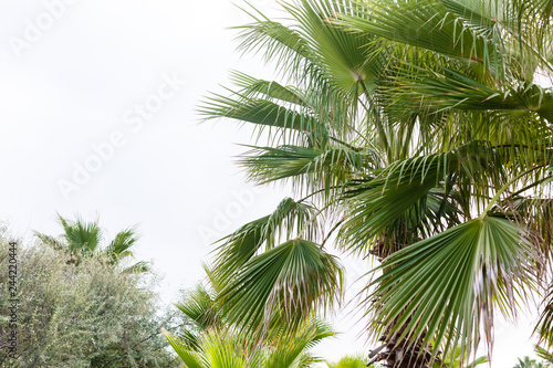 Tropical Palm leaves in the garden, Green leaves of tropical forest plant for nature pattern and background, People grow plants to make fences. color dark flat lay tone for input text. © Angelov