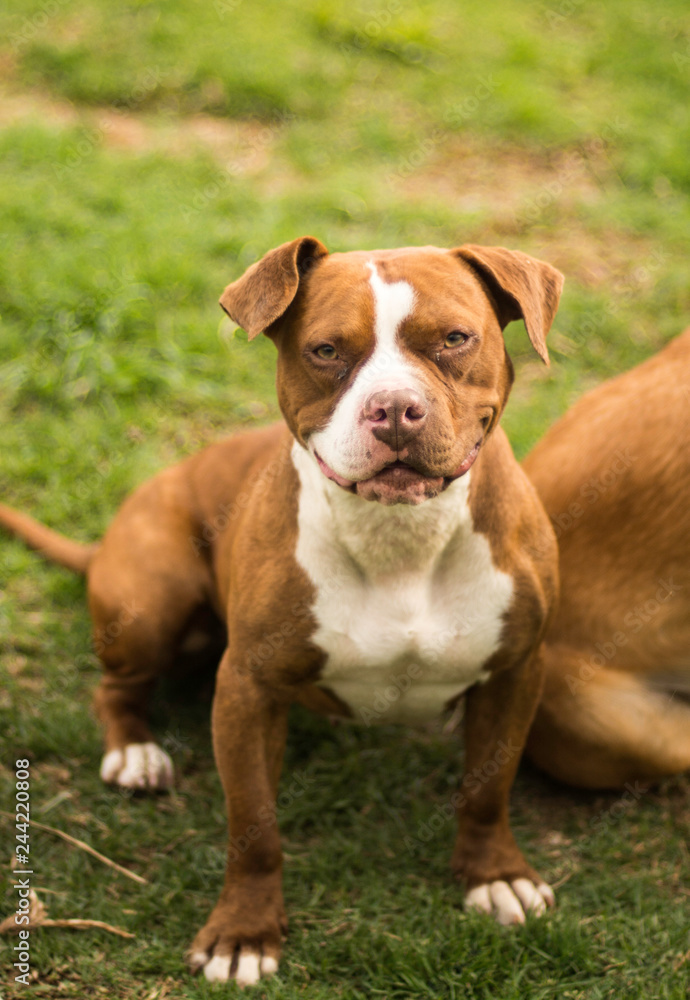 pet farm rescue pet farm rescue