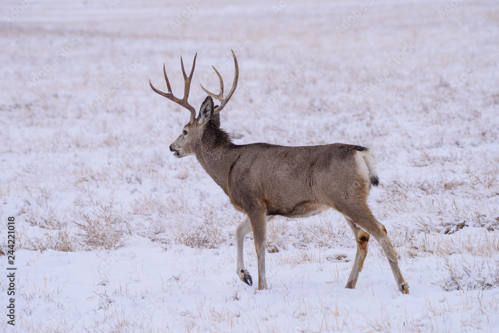 Wild Deer on the High Plains of Colorado - Mule Deer Buck in Winter Wild Deer on the High Plains of Colorado - Mule Deer Buck in Winter