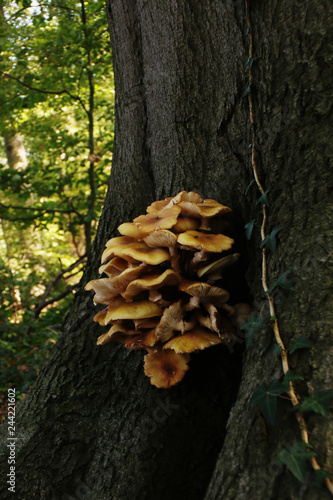 small group of yellow mushrooms growing on the bark of a tree