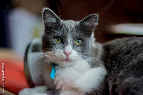 pet farm rescue 