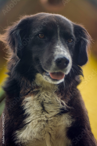 pet farm rescue 