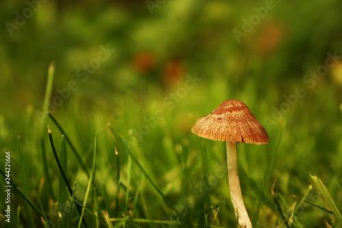 A small mushroom growing in a field of grass