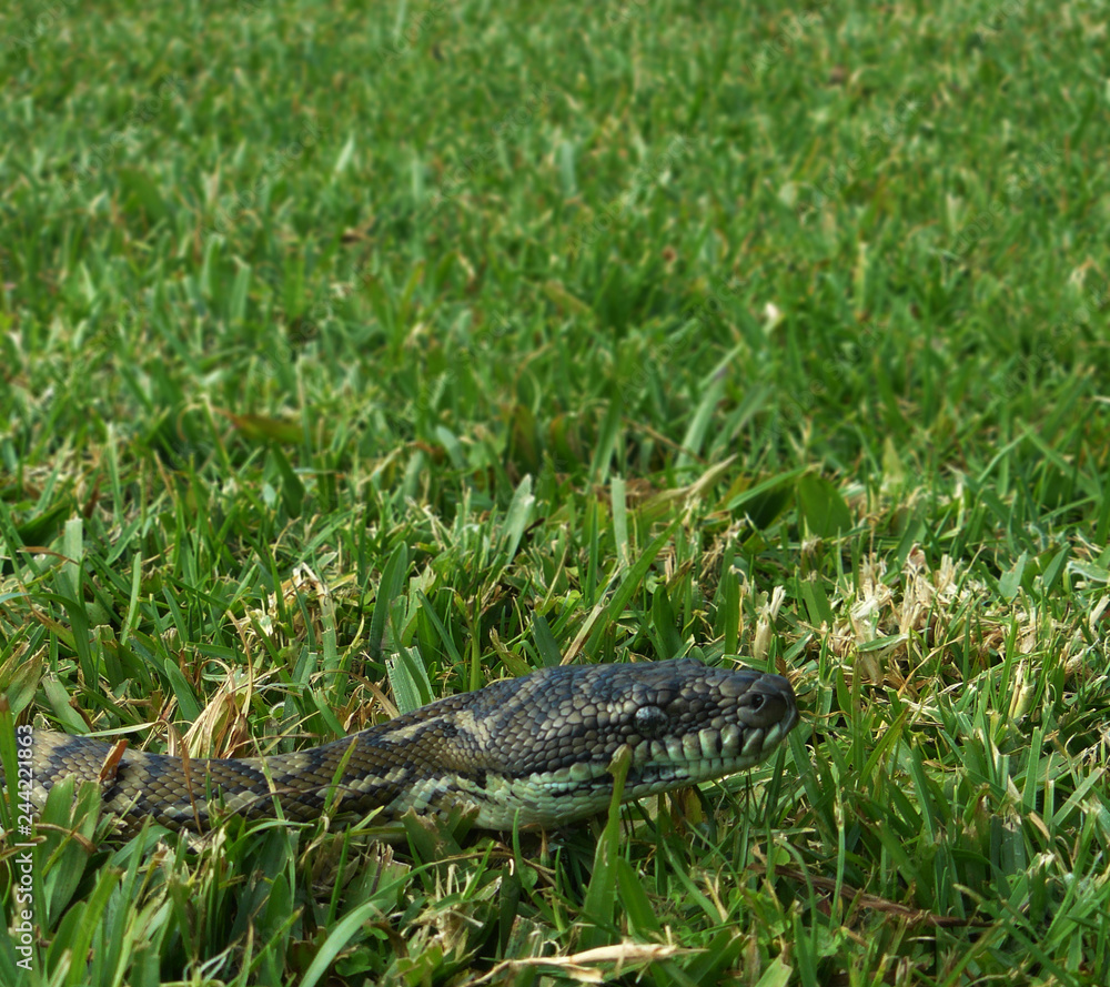 Fototapeta premium Diamond python slithering through the grass in a backyard of Australia