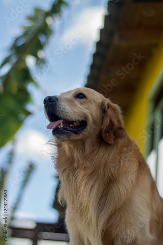 pet farm rescue 