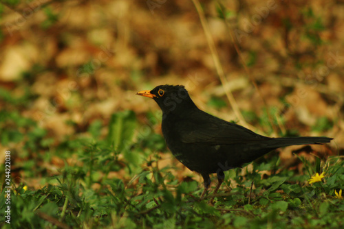 Blackbird looking for worms in a field of grass