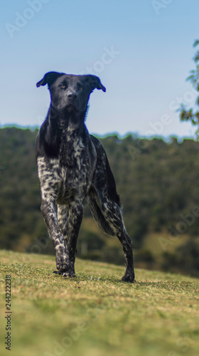 pet farm rescue 