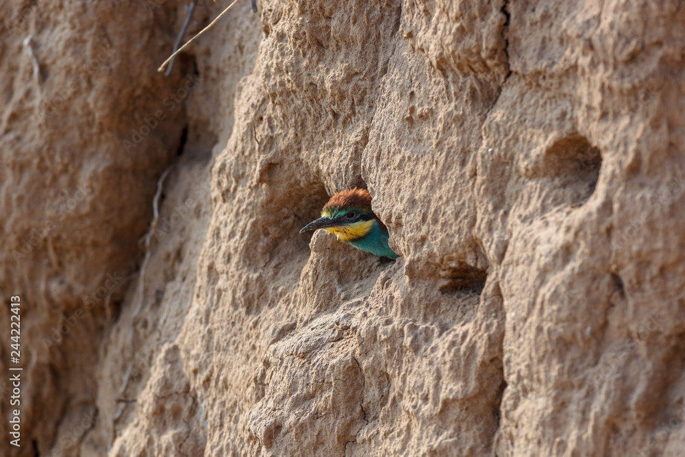 European Bee-eater (Merops apiaster). European Bee-eater (Merops apiaster).
