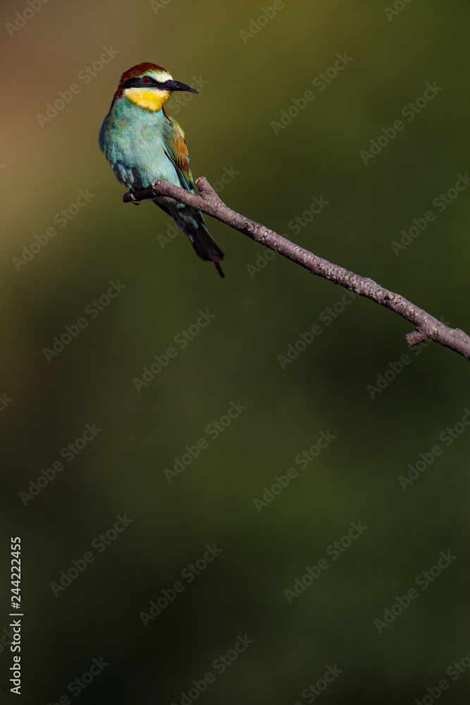 European Bee-eater (Merops apiaster). European Bee-eater (Merops apiaster).