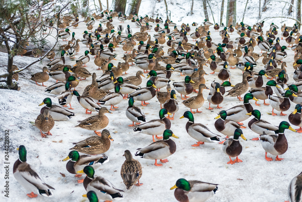 Fototapeta premium a huge flock of ducks in search of food during the winter day