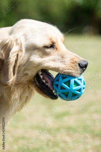 pet farm rescue 