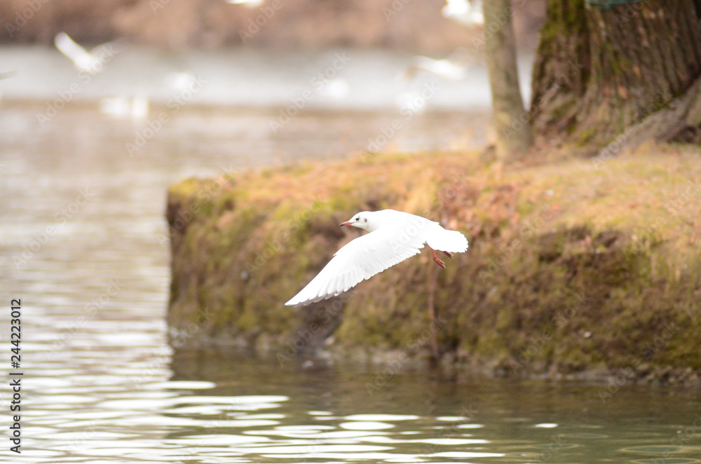 Fototapeta premium Gabbiano in volo