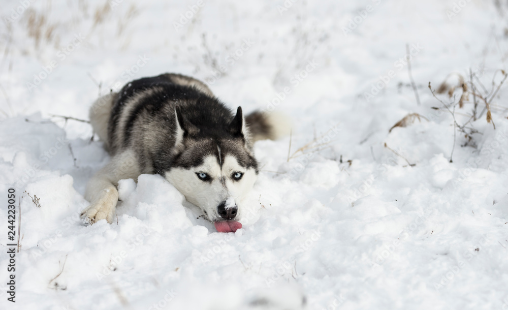 a tired siberian husky lying in snow