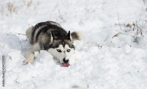 a tired siberian husky lying in snow © H2Orobert
