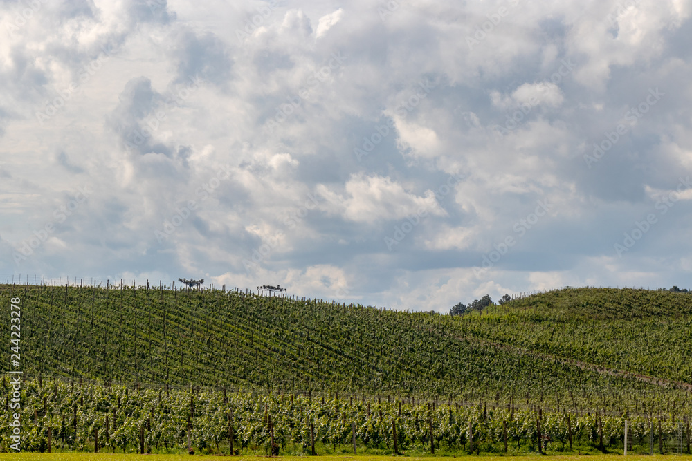 Grape fields