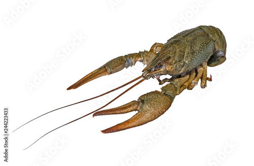 Crayfish. Live crawfish isolated on white background