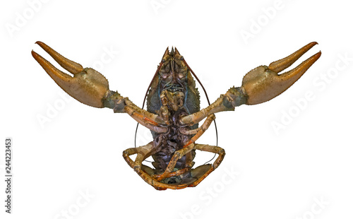 Crayfish. Live crawfish isolated on white background