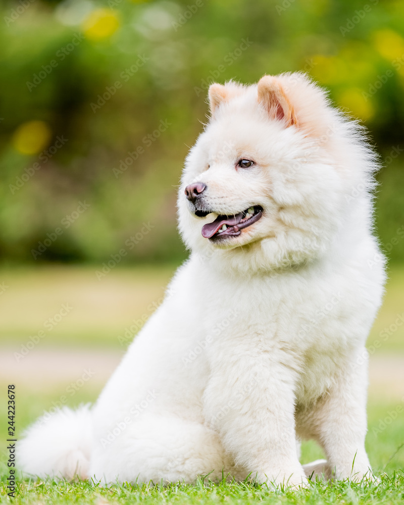 A White Samoyed Puppy sitting in a field looking over its shoulder mouth open tongue out. Cute white fluffy dog with long fur in the park, countryside, meadow or field. beautiful eyes.