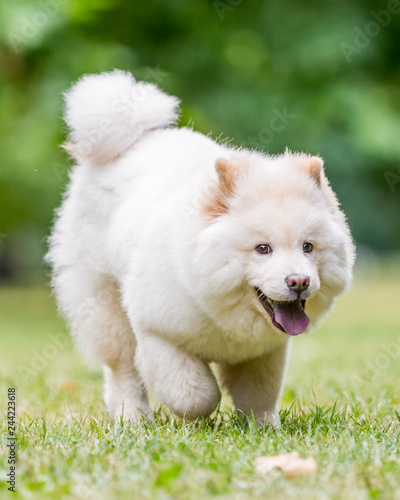 A White Samoyed Puppy running toward camera through short grass. Cute white fluffy dog with long fur in the park, countryside, meadow or field. beautiful eyes. © Ian