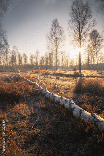 Heide bei Sonnenaufgang (Lüneburger Heide) mit Bäumen und Heidekraut