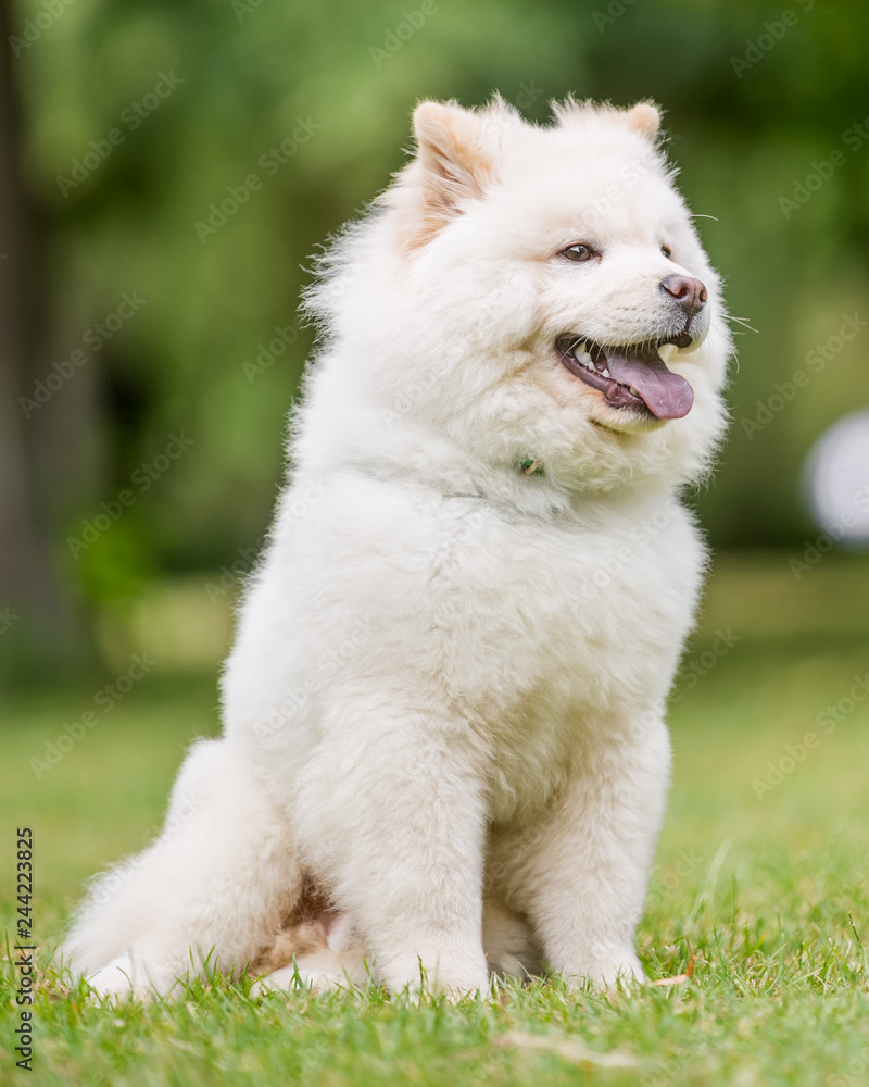 A White Samoyed Puppy sitting in a field looking happy mouth open and tongue out. Cute white fluffy dog with long fur in the park, countryside, meadow or field. beautiful eyes.